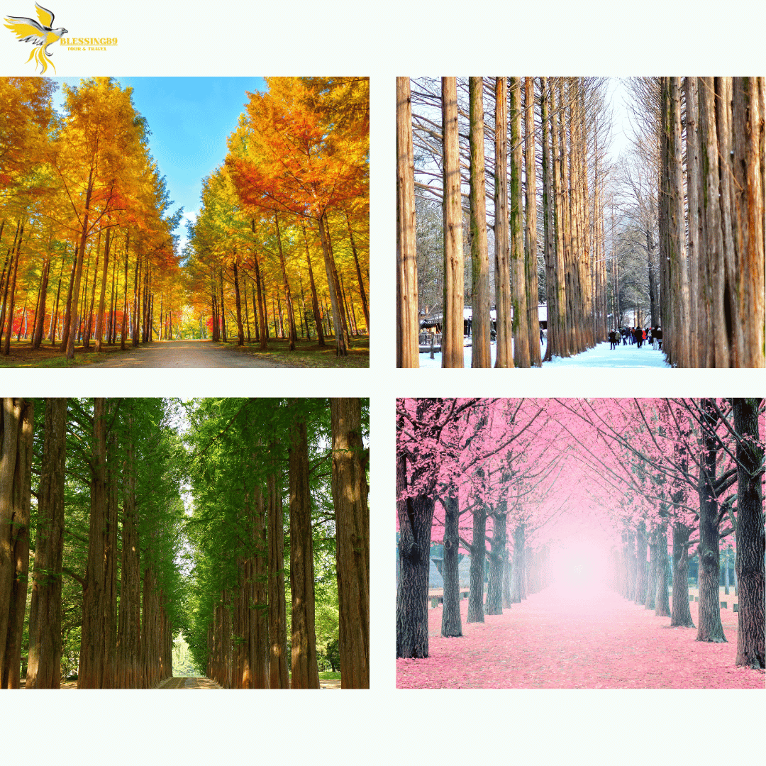 SHOCKING SALE KOREA 6D